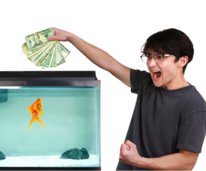 Michael Reeves goldfish: the full story